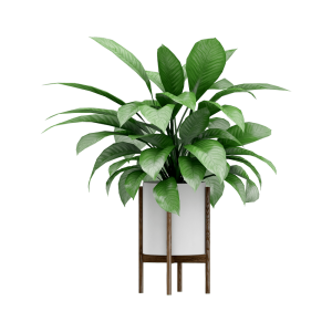 Vassunda planter