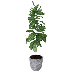 Viksberg planter