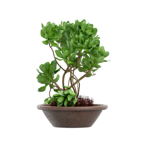 Senecio stapeliiformis