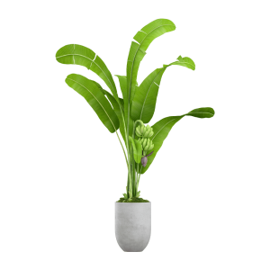 Spathiphyllum domino