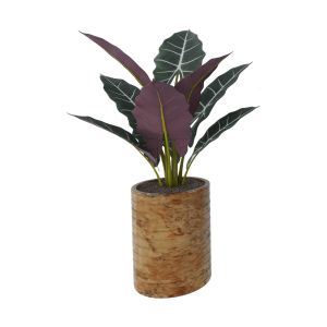 Syngonium pink spot