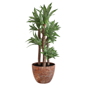 Parodia chrysacanthion