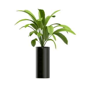 Plant seeds